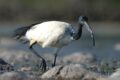 🪶 Ibis sacro, da specie venerata a ospite controverso: il dibattito aperto in Italia